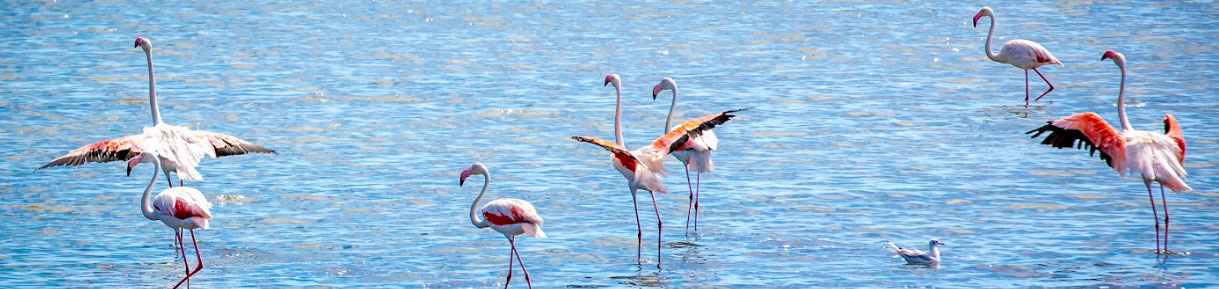 Ravenna: una città da amare con i suoi lidi e le sue pinete